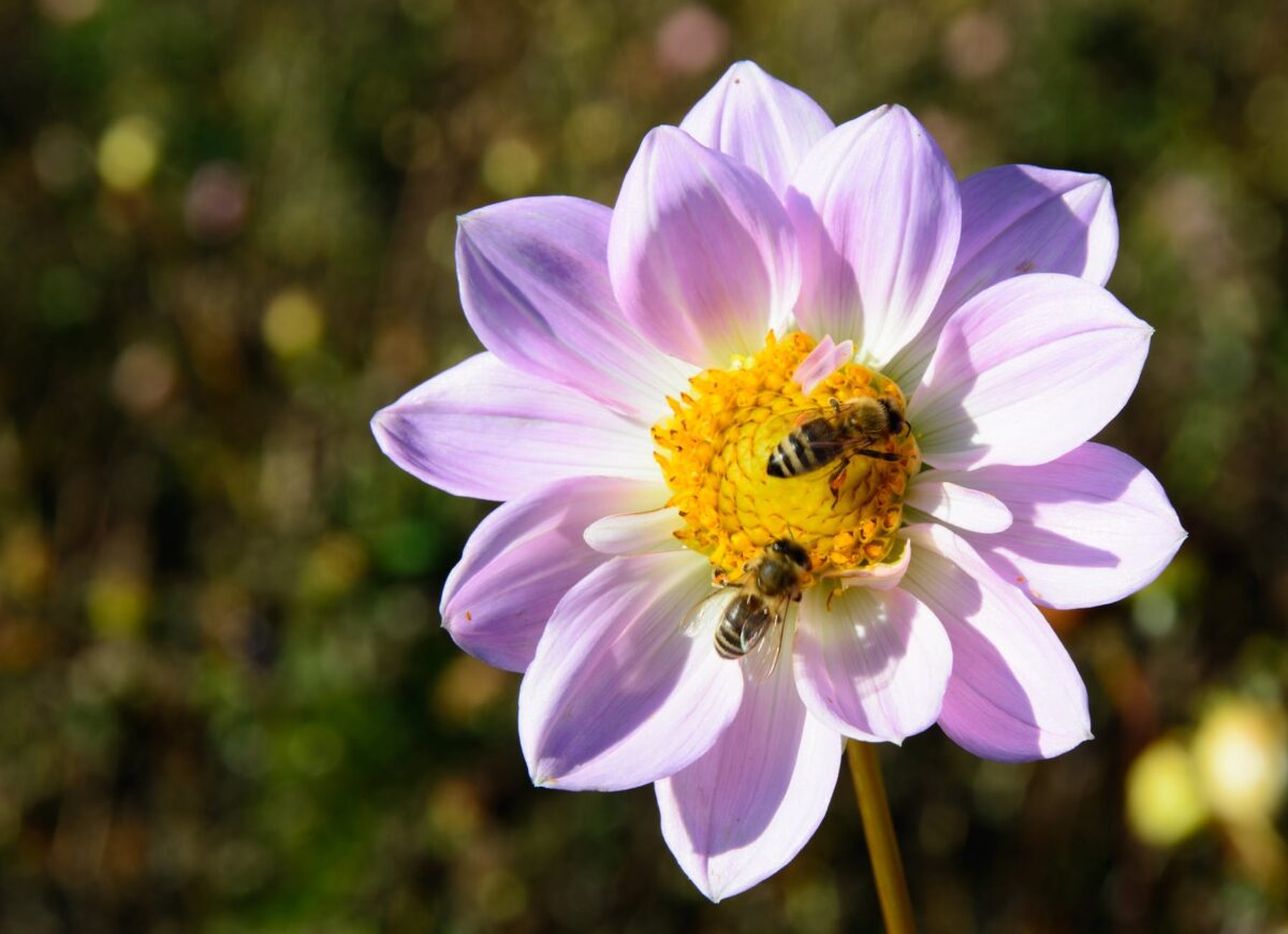 pink white petaled flower