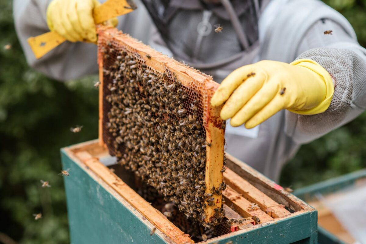 pexels-photo-5247969 crop farmer taking honeycomb from beehive