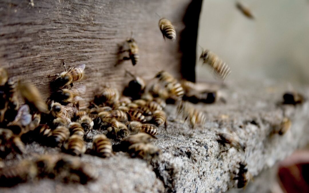 Propolis