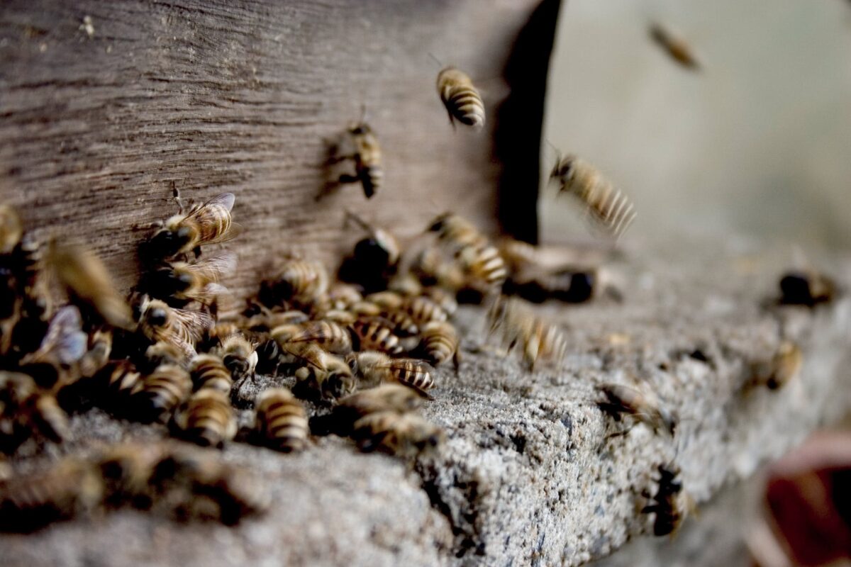 Propolis Propolis